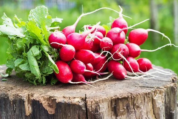 Fresh radishes with tops on a wooden stump sunny day — Stock Photo, Image