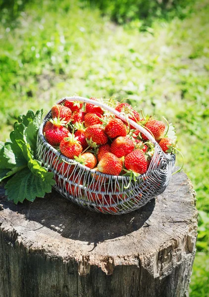 Ripe and tasty strawberries metal a basket on stump in the street — Stock Photo, Image