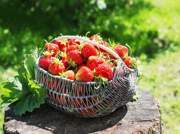 Ripe and tasty strawberries metal a basket on stump in the street