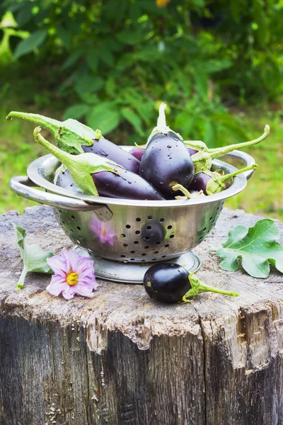 Patlıcan güdük bahçede sokakta bir kevgir içinde