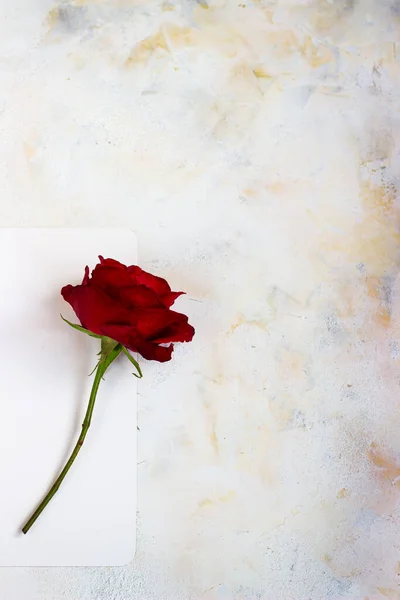 One red rose on a light background. space for text, postcard — Stock Photo, Image