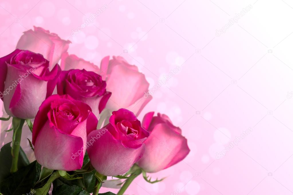 pink roses