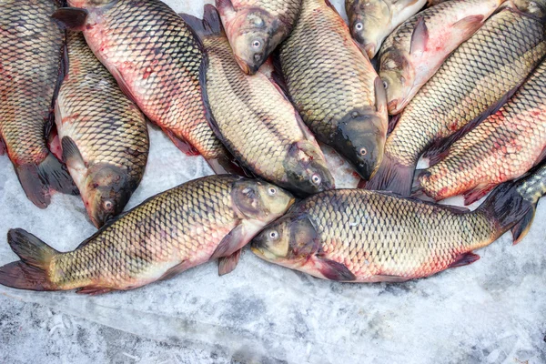 Alive carp for sale — Stock Image Alive carp for sale Royalty Free Stock Photos