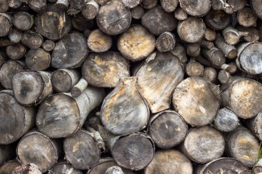 eski ağaç güdük arka plan