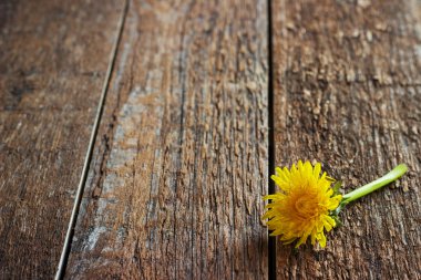 Kahverengi ahşap doku. karahindiba