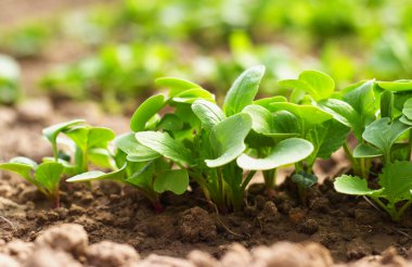 Radishes in the garden