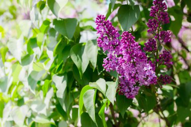 Yapraklı güzel leylak çiçekleri yakın plan.. 