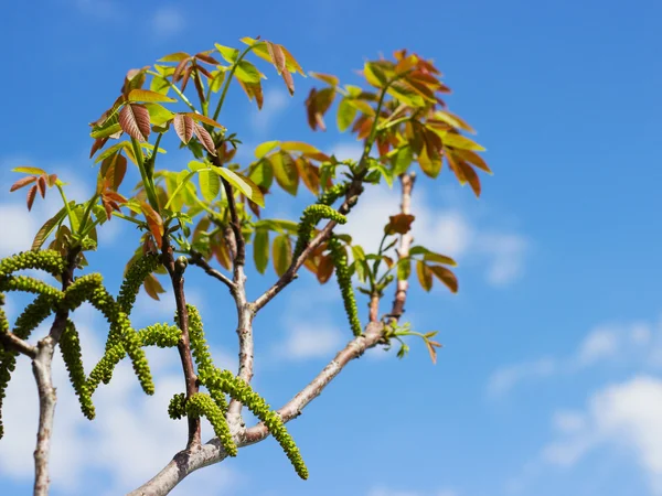 Close-up photo of walnut tree blossoms and shoots in spring — Stock Photo, Image