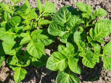 Genç lahanası patatesin tarım alanı ortaya çıkmıştır