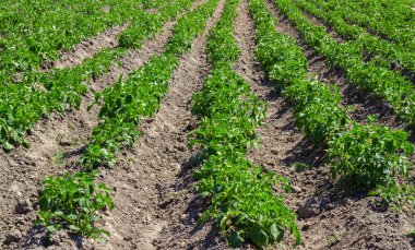 Genç lahanası patatesin tarım alanı ortaya çıkmıştır