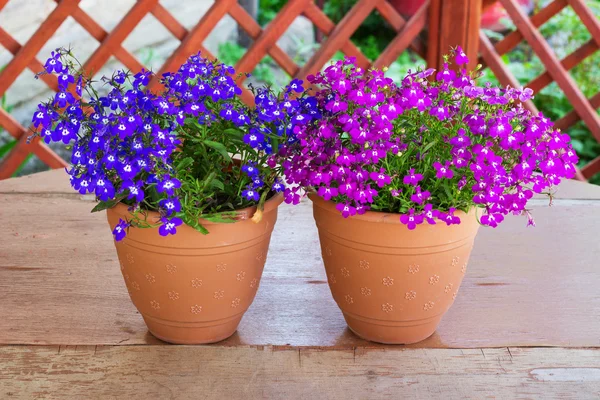 Purple bell flowers in beautiful sunlight two pots of pink — Stock Photo, Image
