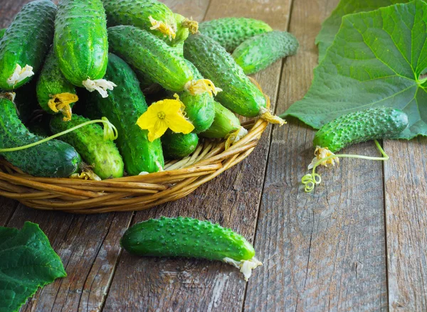 Harvest cucumbers in a basket on the wooden background