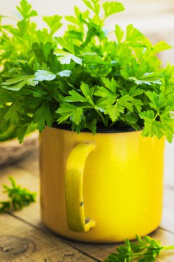 Tahta arka planda taze yeşil maydanoz