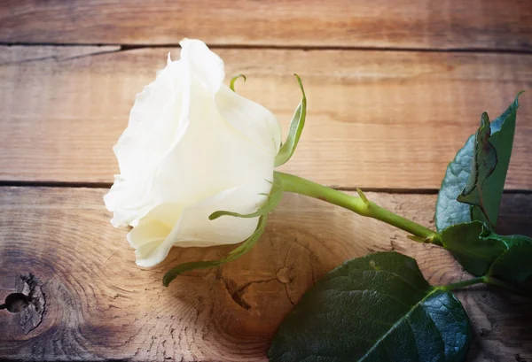 Beautiful white rose — Stock Photo, Image