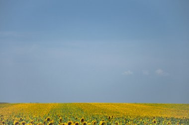 Tarlada büyüyen ayçiçekleri