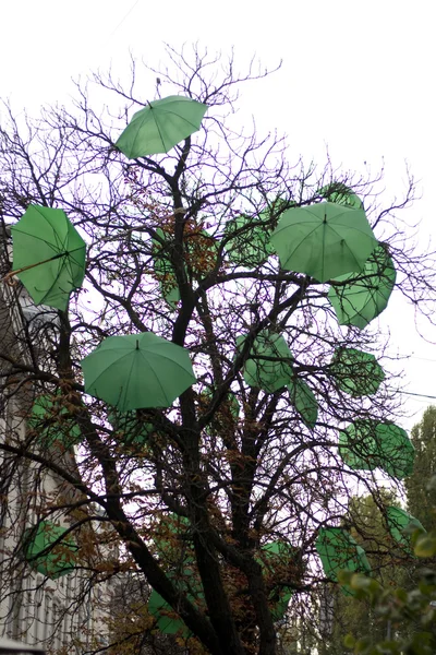 Şemsiye ve ağaç üzerinde
