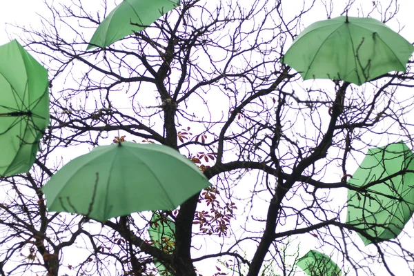 Şemsiye ve ağaç üzerinde