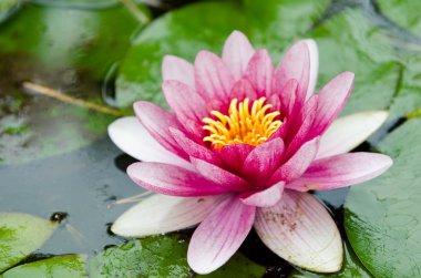 Kırmızı nilüfer çiçek (Nymphaea)