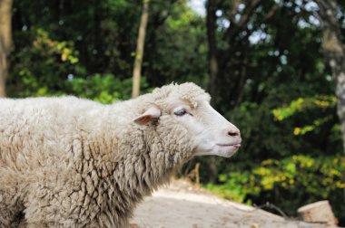 Ormanın bir arka plan üzerine koyun