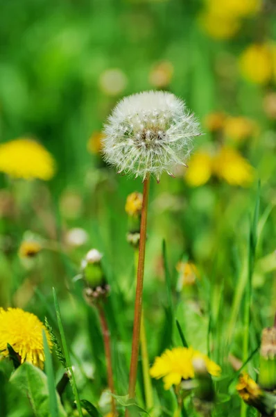 Flores de diente de león con hojas en hierba verde — Foto de Stock