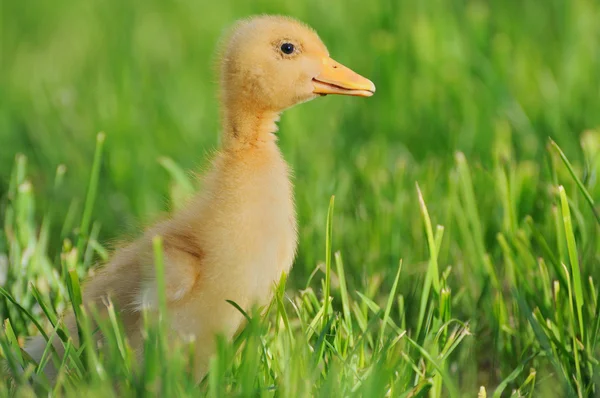 Pequeño patito amarillo en la hierba verde —  Fotos de Stock