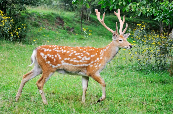 Deer on a background of  nature. — Stock Photo, Image