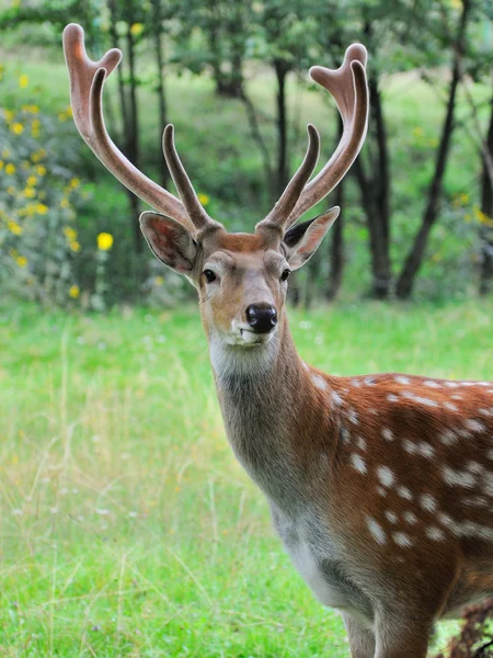 Deer on a background of  nature. — Stock Photo, Image