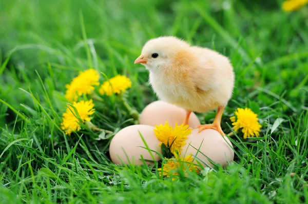 Petit poulet sur l'herbe — Photo