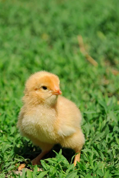 Frango na relva — Fotografia de Stock