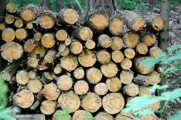 Montón de troncos frescos en un bosque — Foto de Stock