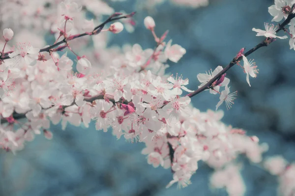 Branch of a blossoming — Stock Photo, Image