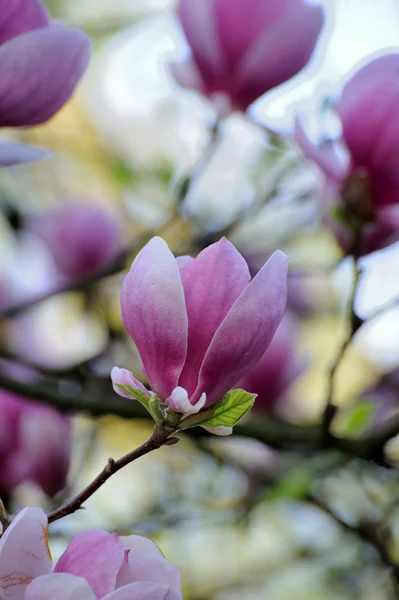 Magnolia árvore Bloomy com flores grandes — Fotografia de Stock