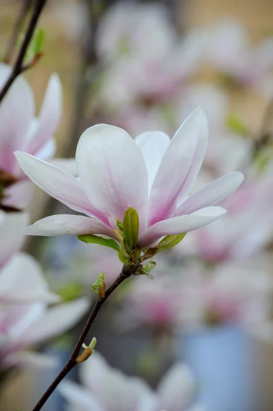 Blühender Magnolienbaum mit großen Blüten — Stockfoto