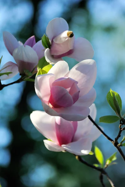 Árbol de magnolia con flores grandes — Foto de Stock