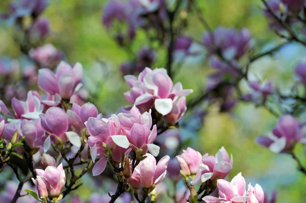 Blühender Magnolienbaum mit großen Blüten — Stockfoto