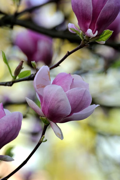 Blühender Magnolienbaum mit großen Blüten — Stockfoto