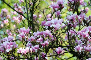 Büyük çiçekli bloomy Manolya ağacı