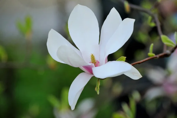 Blühender Magnolienbaum mit großen Blüten — Stockfoto