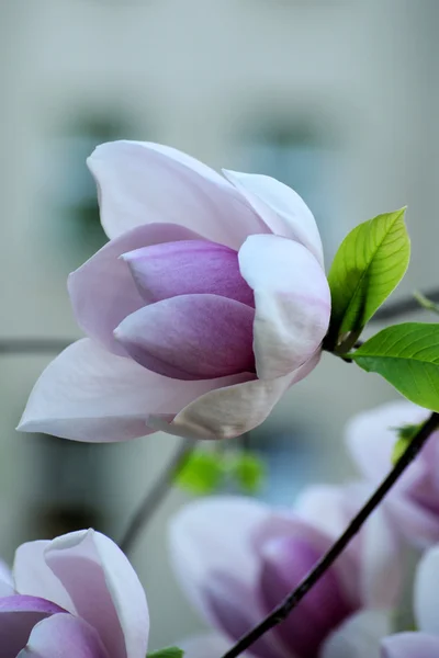 Bloomy magnoliaboom met grote bloemen — Stockfoto