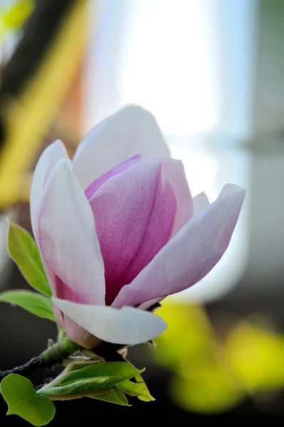 Árbol de magnolia con flores grandes — Foto de Stock