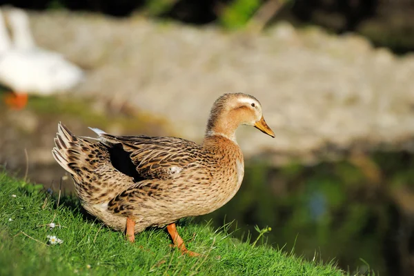 Pato pássaro na natureza — Fotografia de Stock