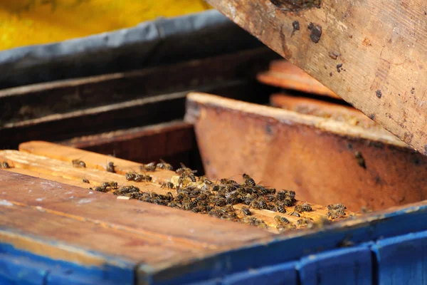 Beekeeper holding a frame of honeycomb — Stock Photo, Image