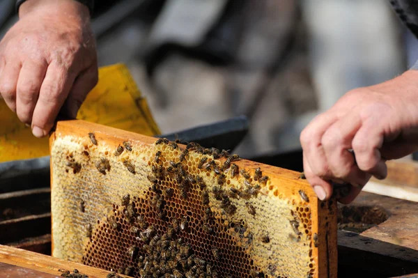 Beekeeper holding a frame of honeycomb — Stock Photo, Image