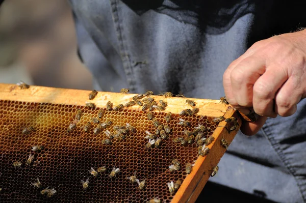 Beekeeper holding a frame of honeycomb — Stock Photo, Image