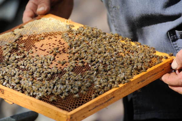 Beekeeper holding a frame of honeycomb — Stock Photo, Image