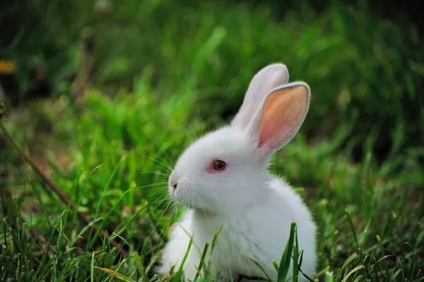 Otların arasında oturan beyaz tavşan — Stok fotoğraf