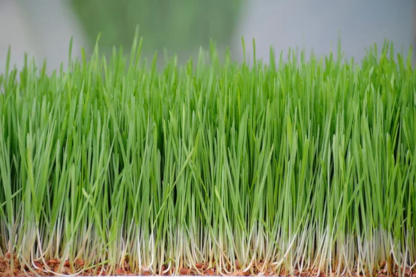 Young seedlings of green wheat sprouts close up. — Stock Photo, Image