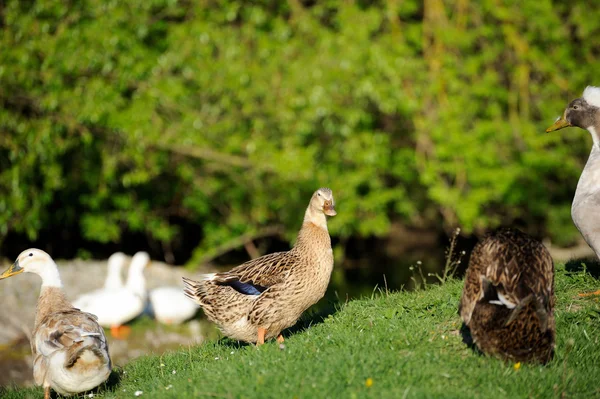 Pato pájaro en la naturaleza — Foto de Stock