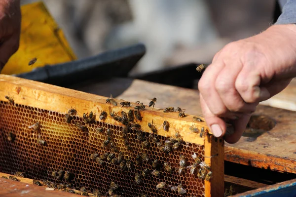 Beekeeper holding a frame of honeycomb — Stock Photo, Image