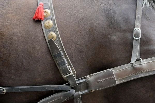 Cavalos de esportes em munição antes de competições. Retrato de um s — Fotografia de Stock